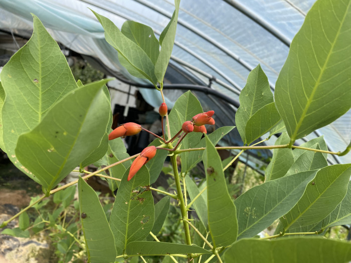 브라질 산호나무 - cockspur coral tree, Erythrina crista-galli L.