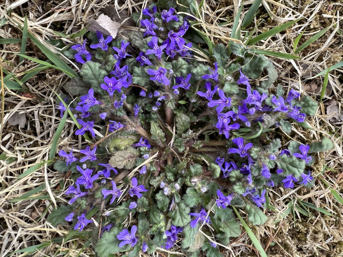 금창초 - Ajuga decumbens Thunb.