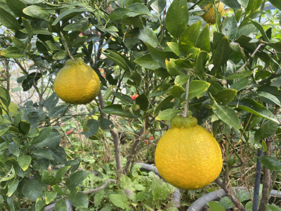 한라봉 사진 - Citrus reticulata cv. Shiranui Photos