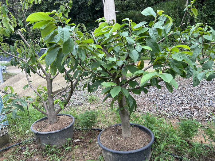 포포나무 - Sunflower pawpaw