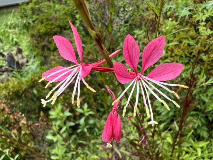 바늘꽃 - ㅈㅜㄹ기의 트깆, Epilobium pyrricholophum Franch. & Sav.