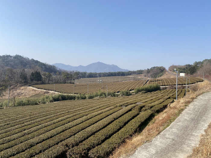 차나무 - camellia, Camellia sinensis L.