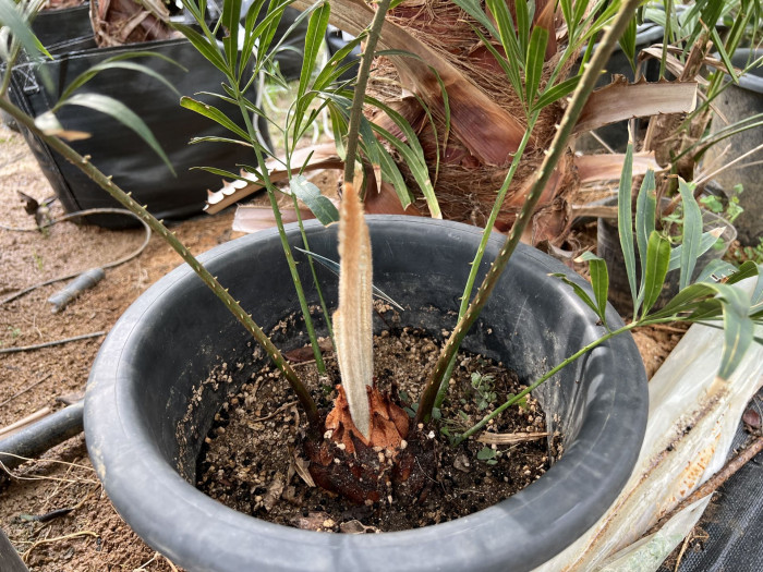 덕보 소철 - Cycas debaoensis