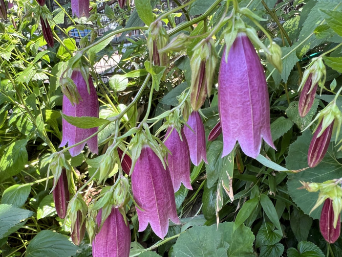 섬초롱꽃 - Campanula takesimana