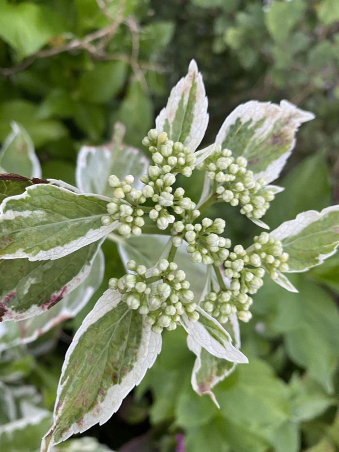 수국 - Hydrangea, Hydrangea macrophylla (Thunb.) Ser. for. otaksa (Siebold & Zucc.) E. H. Wilson