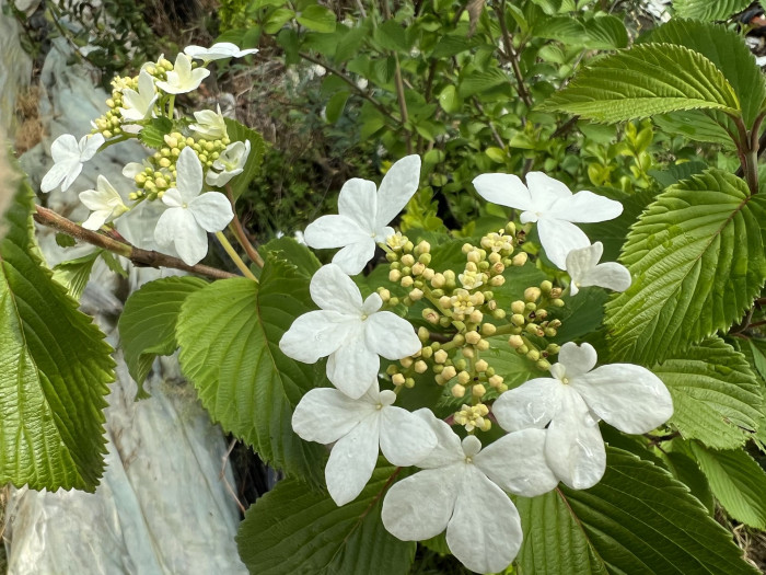 라나스덜꿩나무 - Japanese snowball, Viburnum plicatum f.tomentosum 