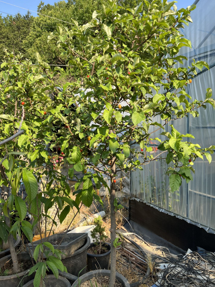 보리수나무 - Littleleaf linden tree, Elaeagnus umbellata Thunb.