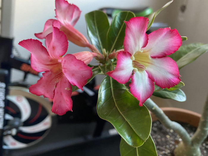 석화 - Adenium obesm, Adenium