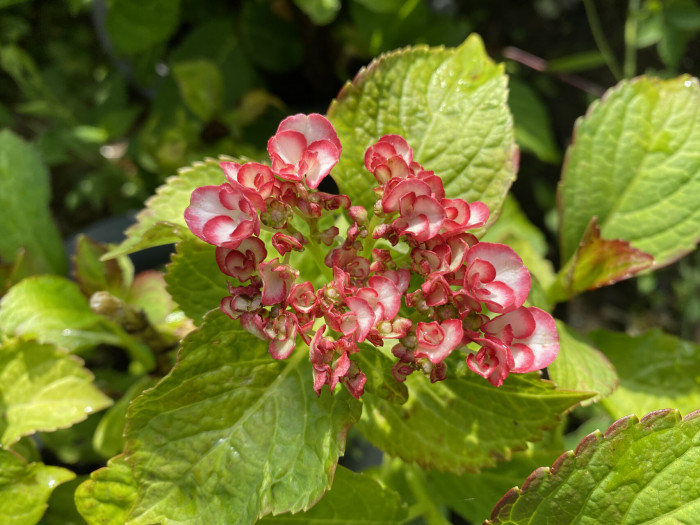수국 - Hydrangea, Hydrangea macrophylla (Thunb.) Ser. for. otaksa (Siebold & Zucc.) E. H. Wilson