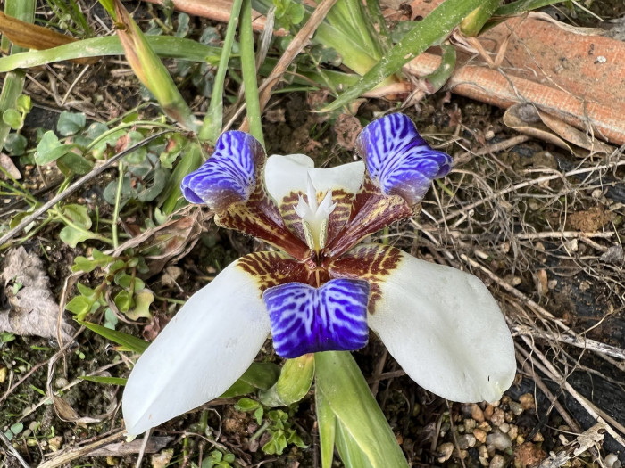 워킹아이리스 - Walking Iris, Neomarica gracilis