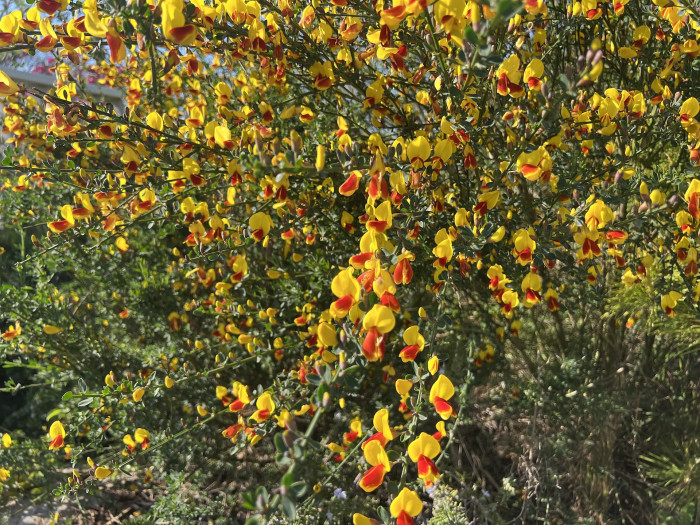 양골담초 - Cytisus Scoparius
