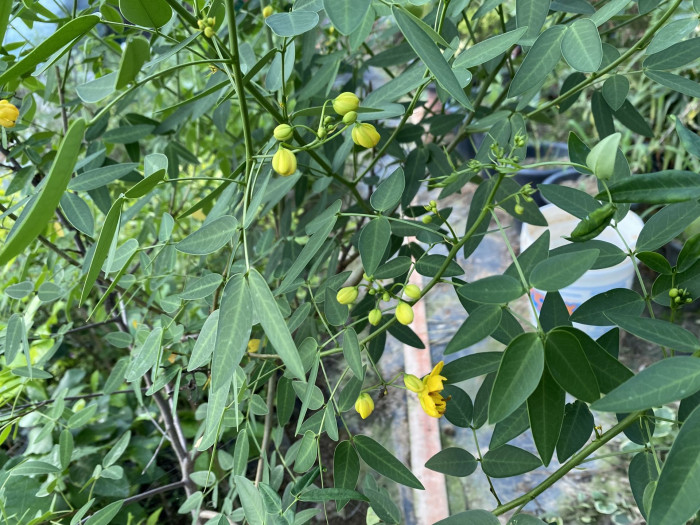 황호접 - Cassia coluteoides