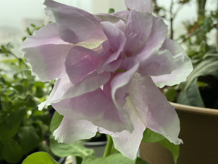 페튜니아 - Common Garden Petunia, Petunia hybrida