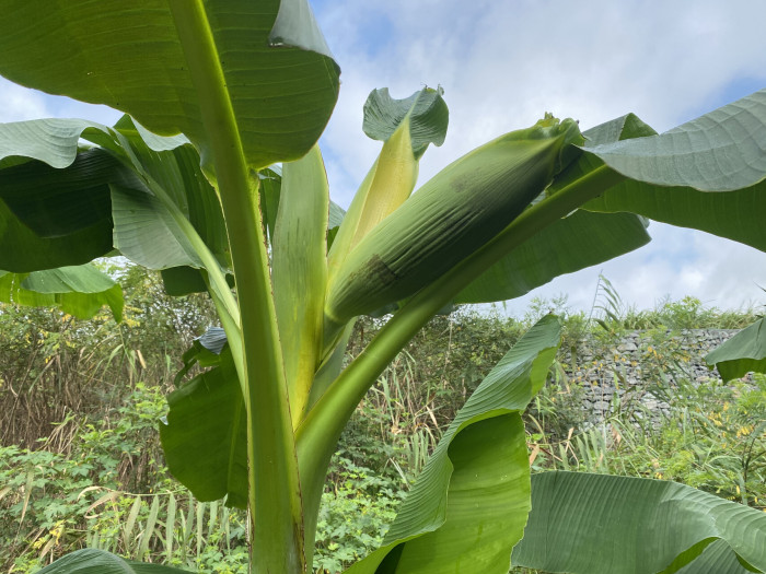 파초 - Japanese banana, Japanese fibre banana, hardy banana, Musa basjoo Siebold & Zucc.