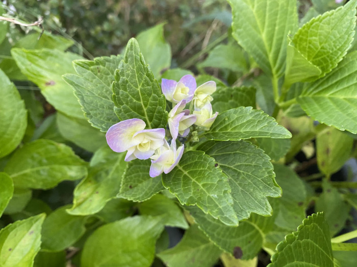 수국 - Hydrangea, Hydrangea macrophylla (Thunb.) Ser. for. otaksa (Siebold & Zucc.) E. H. Wilson
