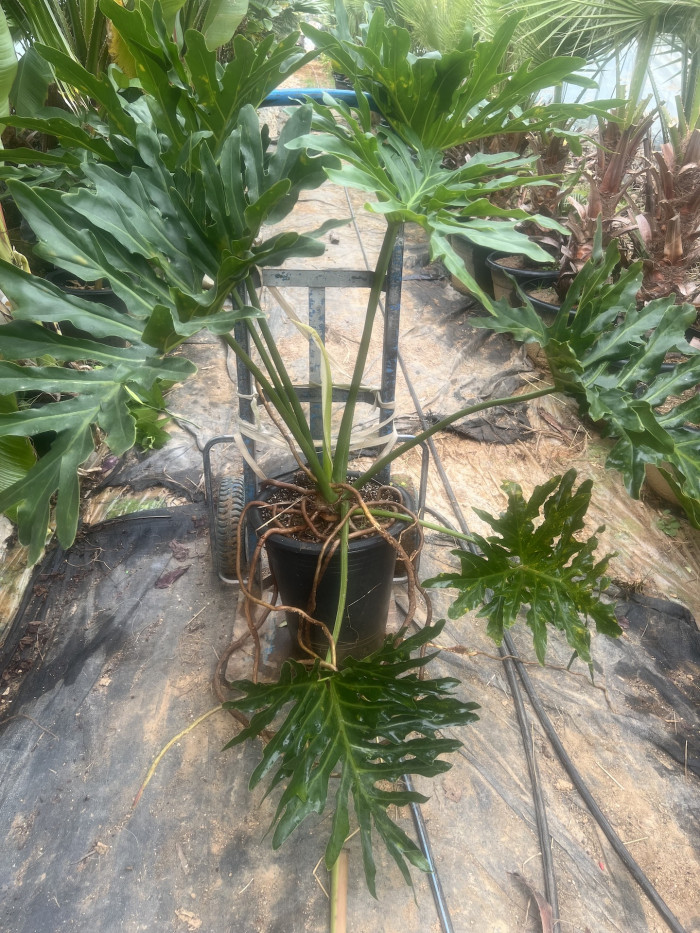 호프 셀렘 - Lacy tree-philodendron, Philodendron selloum C.Koch.