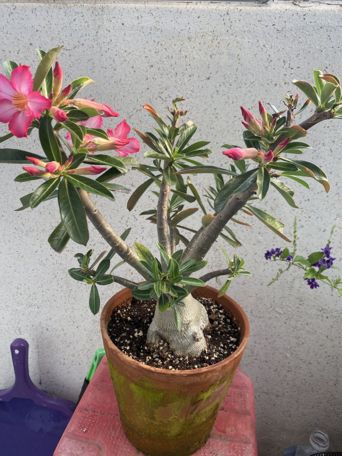 석화 - Adenium obesm, Adenium