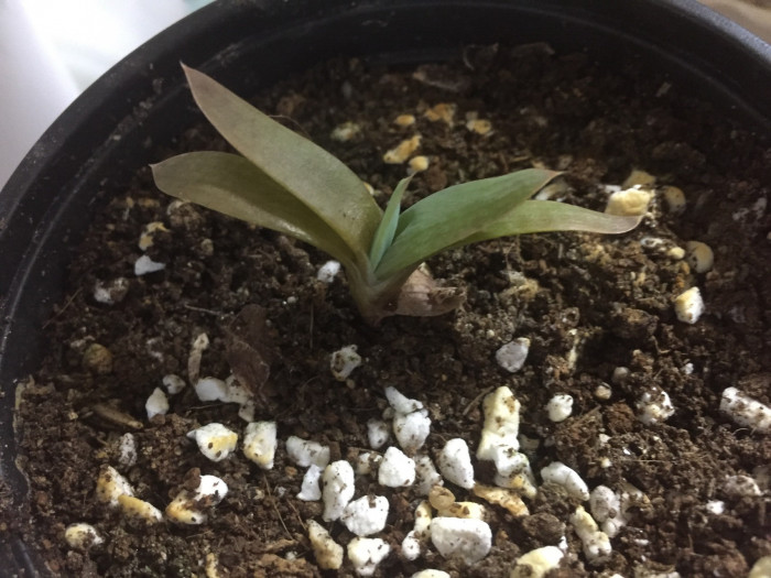 알로에 폴리필라 - Spiral Aloe, Aloe polyphylla