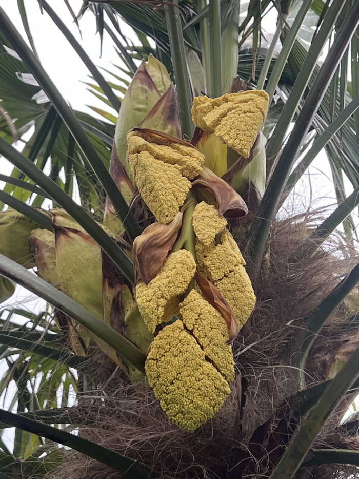 당종려 - Trachycarpus Fortunei
