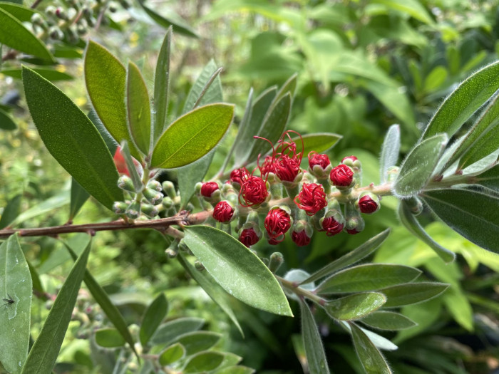 병솔나무 - Bottlebrush, Callistemon lanceolatus
