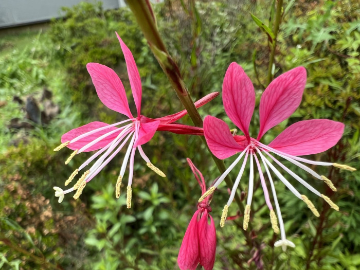 바늘꽃 - ㅈㅜㄹ기의 트깆, Epilobium pyrricholophum Franch. & Sav.