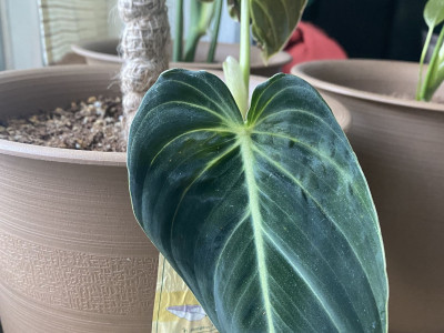 필로덴드론 멜라노크리섬 사진 - Philodendron Melanochrysum Photos