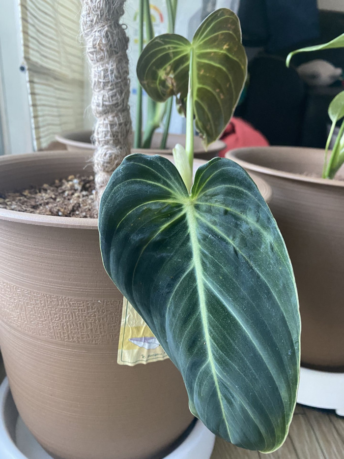 필로덴드론 멜라노크리섬 - Philodendron Melanochrysum