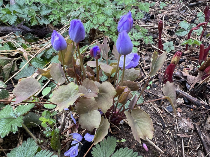 깽깽이풀 - Jeffersonia dubia