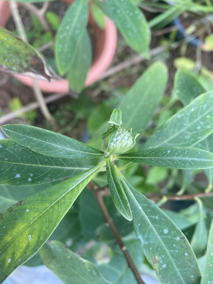삼지닥나무 - Edgeworthia chrysantha Lindl.