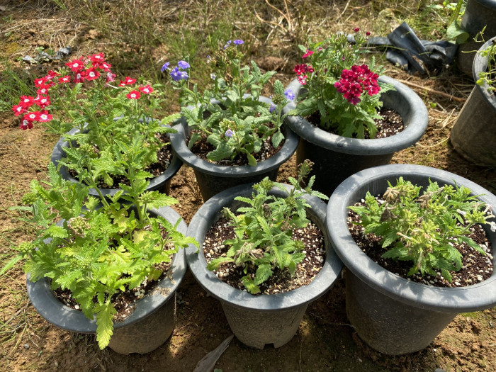 버베나 - Verbena, Garden verbena, Verbena hybrida