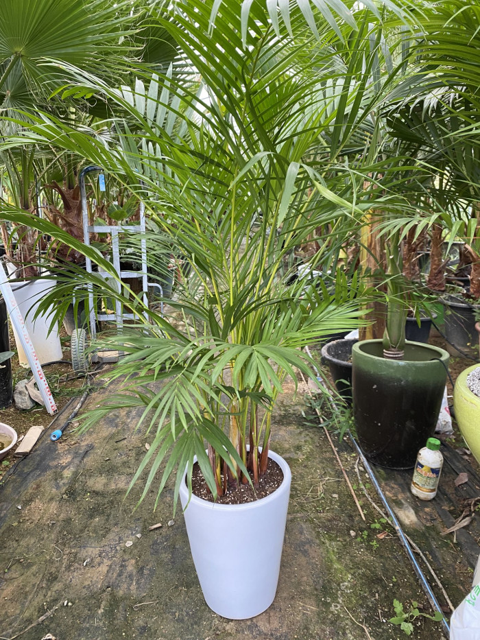 아레카야자 - Areca palm, golden cane palm, Yellow palm, Butterfly palm, Dypsis lutescens
