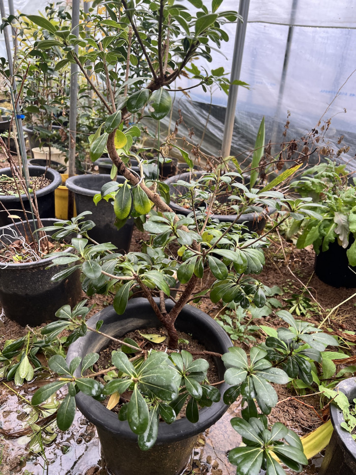 돈나무 - Pittosporum Tobira