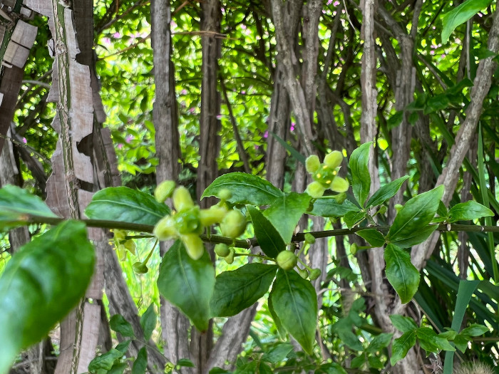 화살나무 - Burning Bush, Euonymus alatus (Thunb.) Siebold