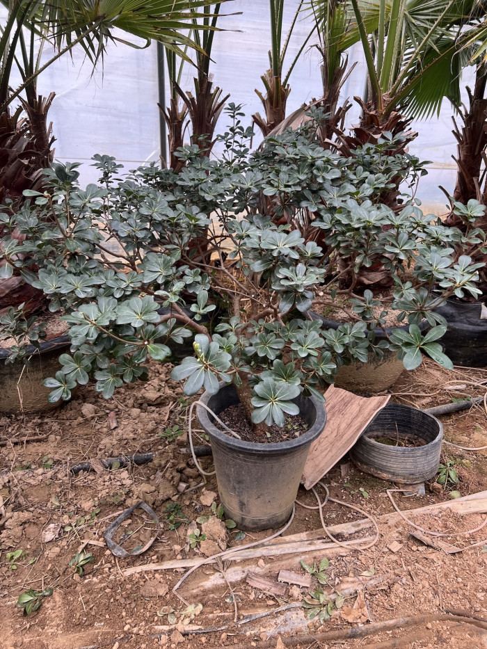 돈나무 - Pittosporum Tobira