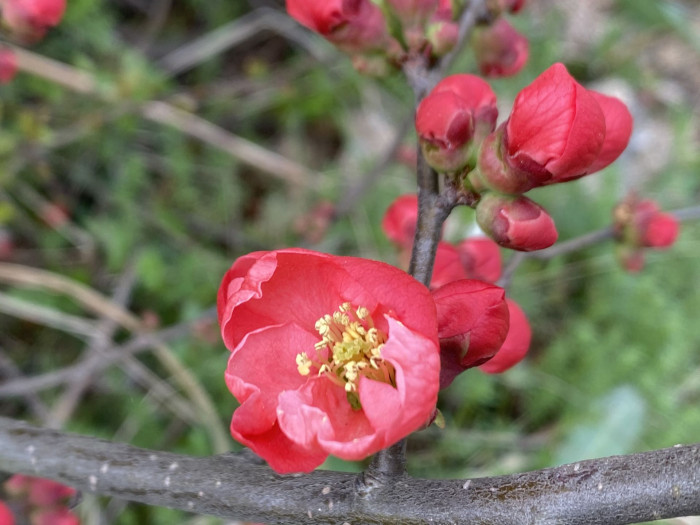 명자나무 -  Chaenomeles speciosa, Chaenomeles japonica (Thunb.) Lindl. ex Spach