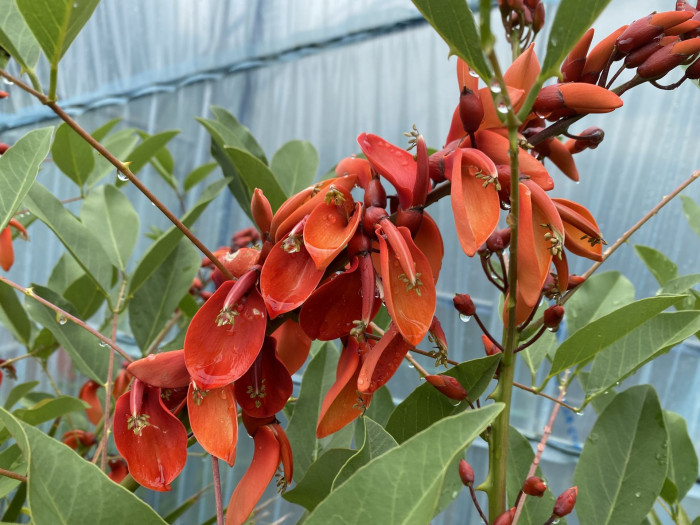 브라질 산호나무 - cockspur coral tree, Erythrina crista-galli L.