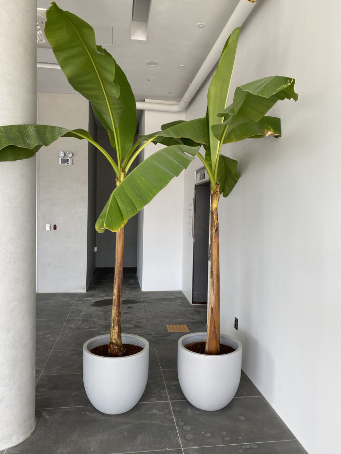 파초 - Japanese banana, Japanese fibre banana, hardy banana, Musa basjoo Siebold & Zucc.