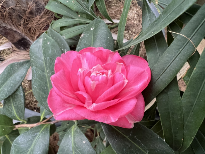 동백꽃 - Camellia Japonica