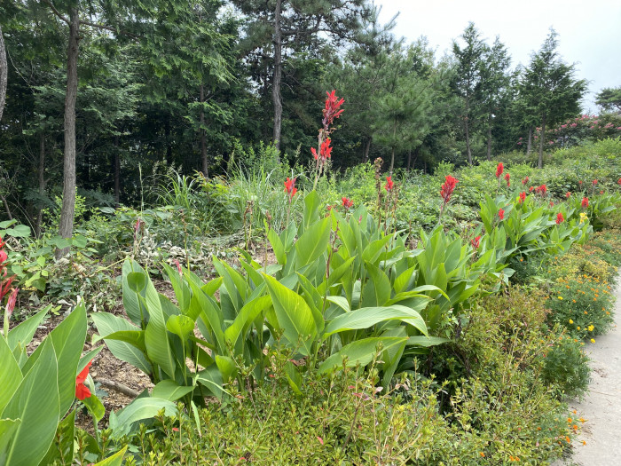 칸나 - Canna lily, Canna spp