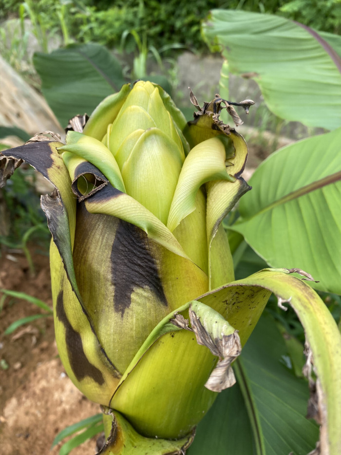 파초 - Japanese banana, Japanese fibre banana, hardy banana, Musa basjoo Siebold & Zucc.