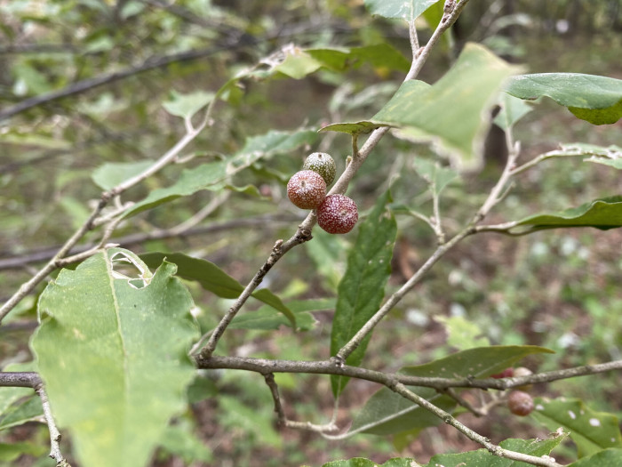 보리수나무 - Littleleaf linden tree, Elaeagnus umbellata Thunb.