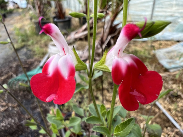 핫립세이지 - HotLipsSage, Salvia Microphylla