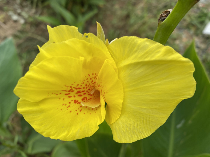 칸나 - Canna lily, Canna spp