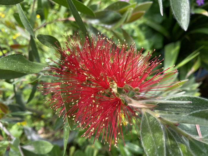 병솔나무 - Bottlebrush, Callistemon lanceolatus