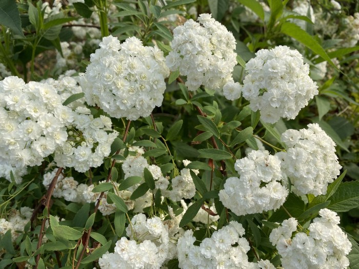 만첩조팝나무 - Spiraea prunifolia Siebold & Zucc.