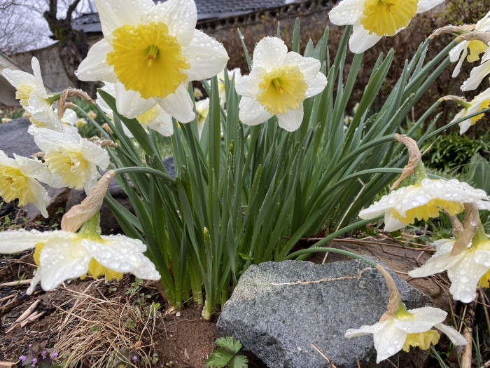 수선화 - daffodil, Narcissus tazetta var. chinensis