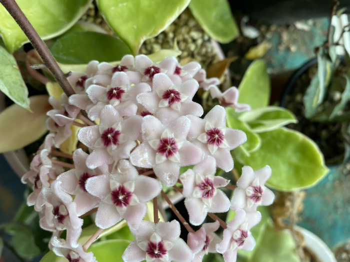 호야꽃 - Waxplant, Hoya, Hoya carnosa