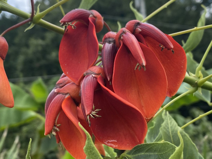 브라질 산호나무 - cockspur coral tree, Erythrina crista-galli L.