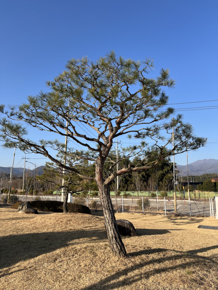 소나무 - Pinus Densiflora