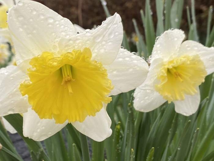 수선화 - daffodil, Narcissus tazetta var. chinensis